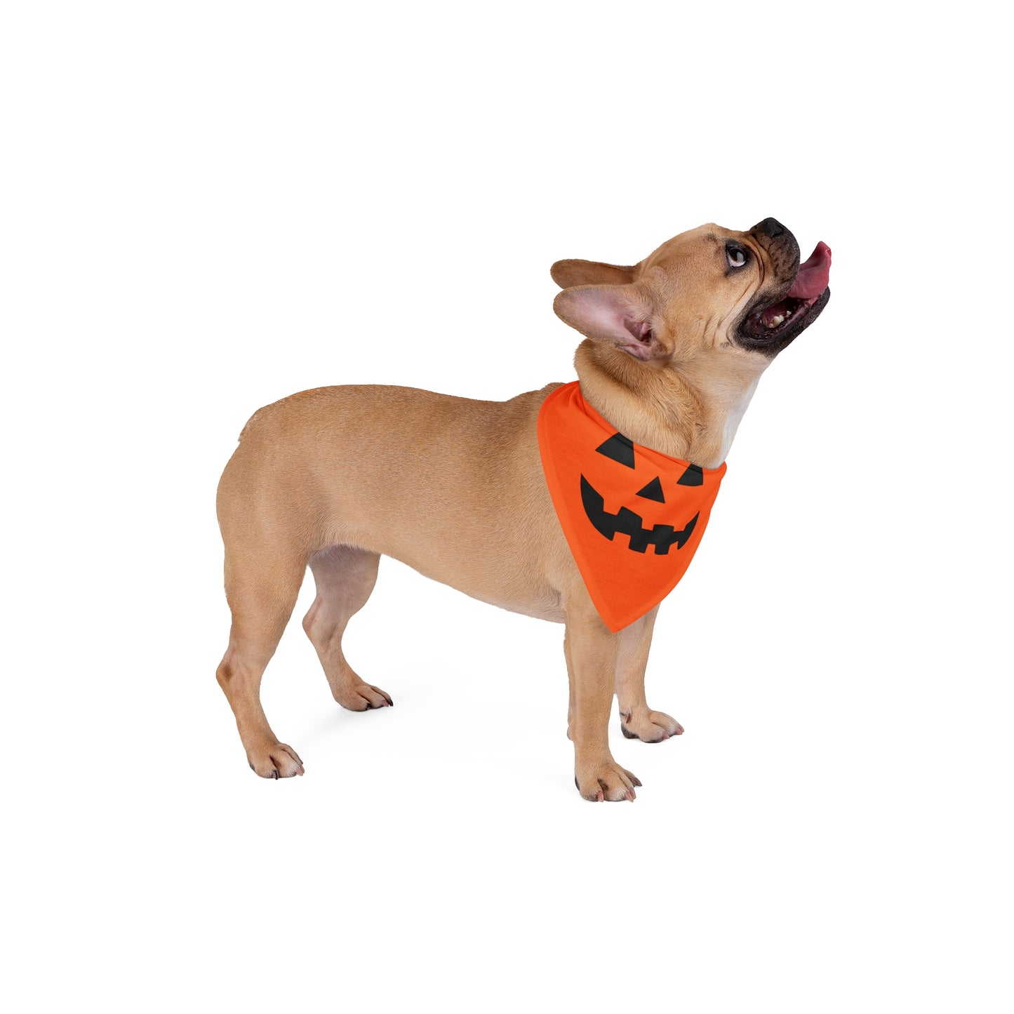 "Pumpkin Pooch" Pet Bandana