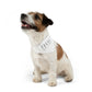 Bone Groove Pet Bandana Collar